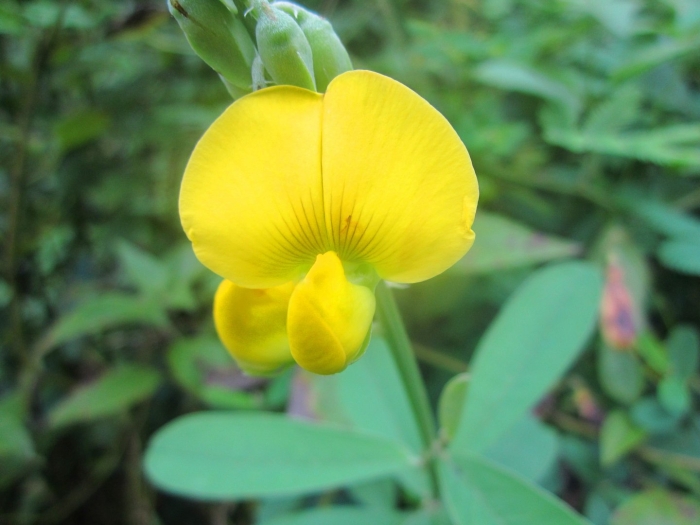 Crotalaria grahamiana
