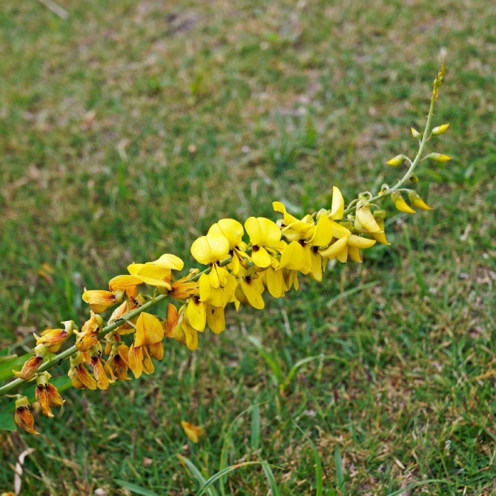 Crotalaria spectabilis