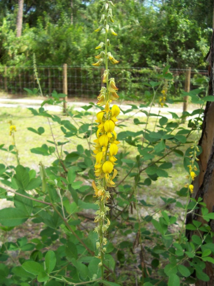 Crotalaria spectabilis