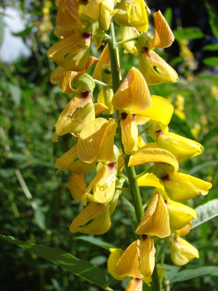 Crotalaria socotrana