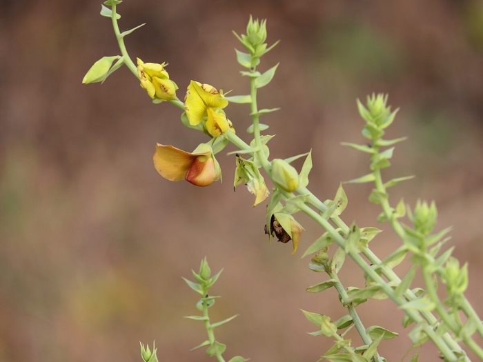 Crotalaria spectabilis roth