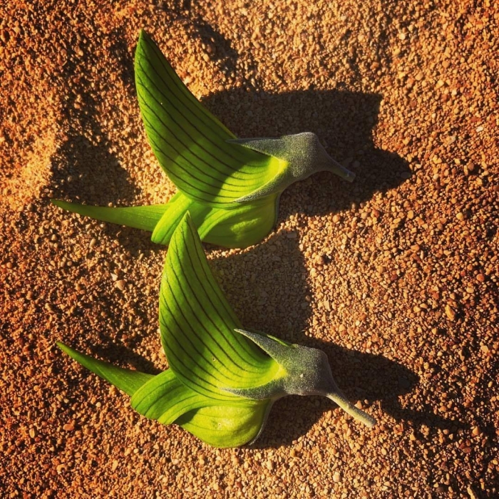 Cro͏talaria cunninghamii