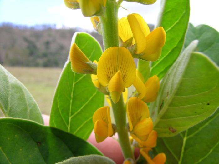 Crotalaria mitchellii