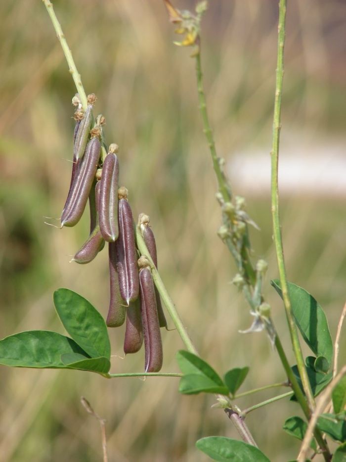 Crotalaria micans