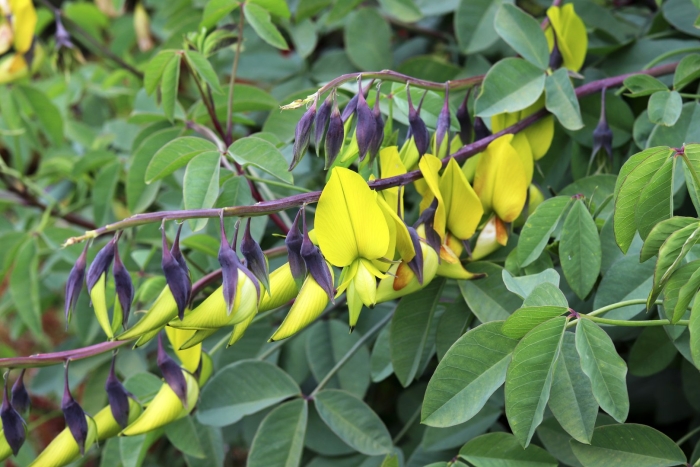 Crotalaria cunninghamii