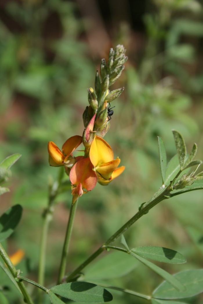 Crotalaria virgulata