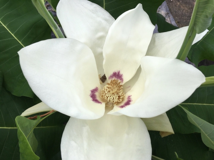 Магнолия грандифлора вечнозеленая