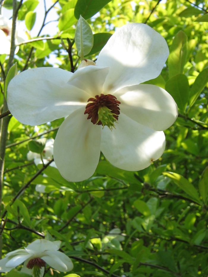Magnolia wilsonii
