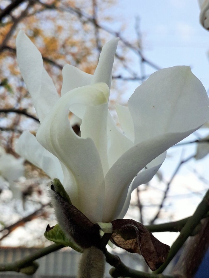 Магнолия сорта