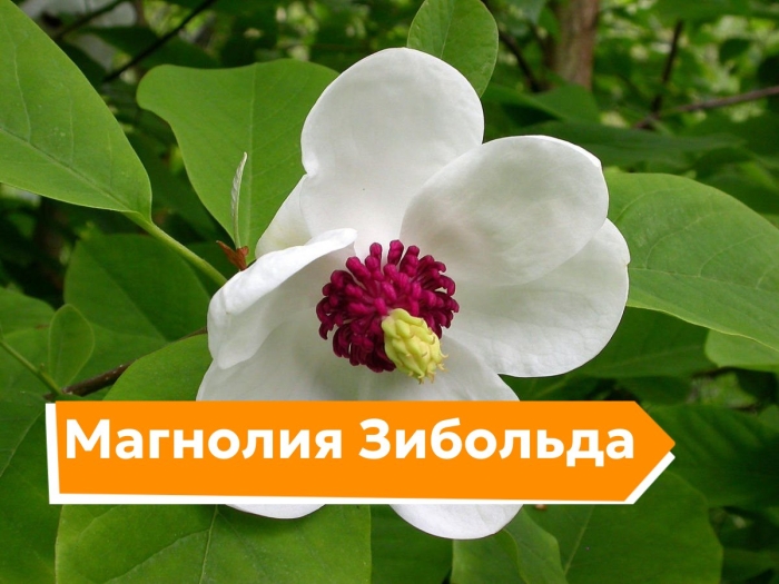 Magnolia sieboldii