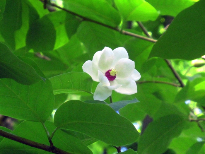 Магнолия зибольда во владивостоке