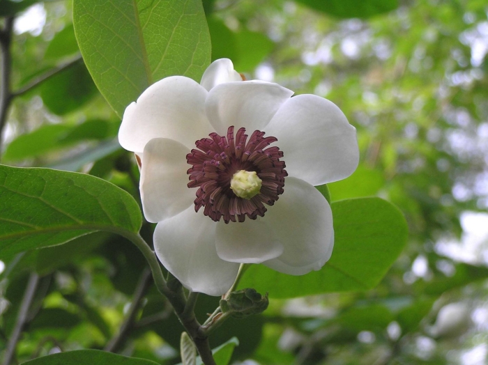 Magnolia grandiflora