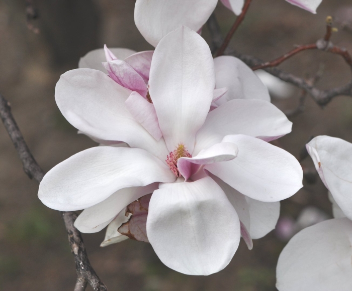 Цветение магнолии