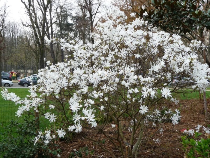 Magnolia stellata