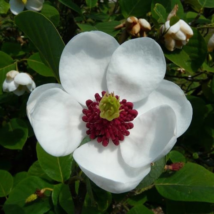 Цветок магнолии