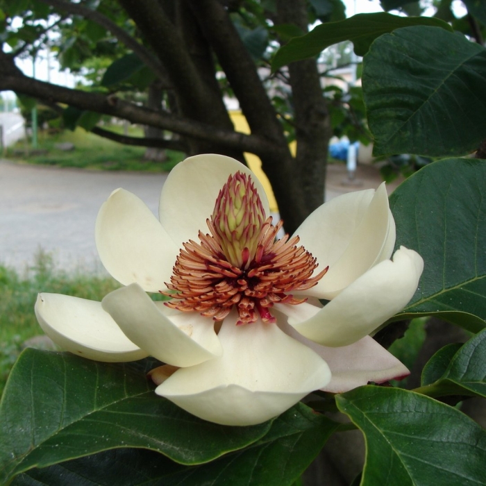 Магнолия обратнояйцевидная дерево