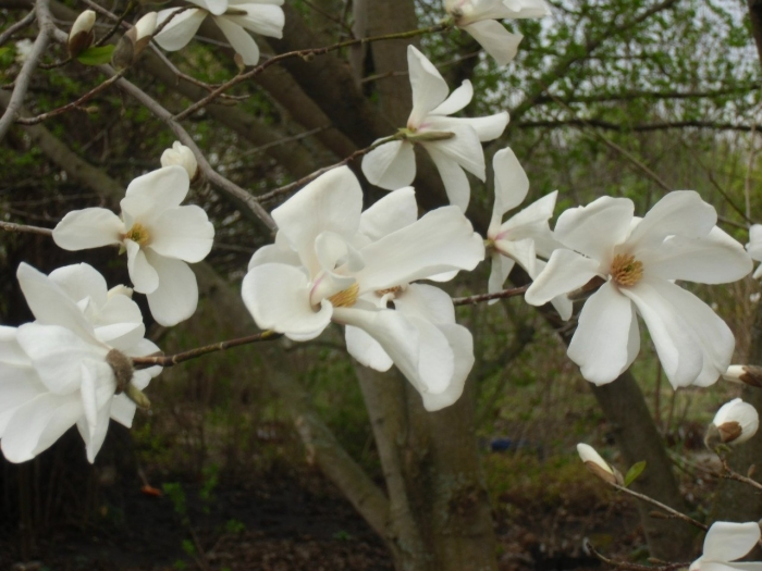 Магнолии кобус