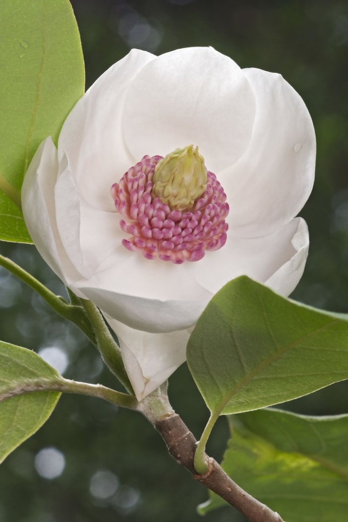 Magnolia flower