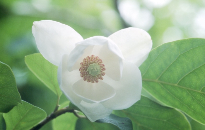 Magnolia sieboldii