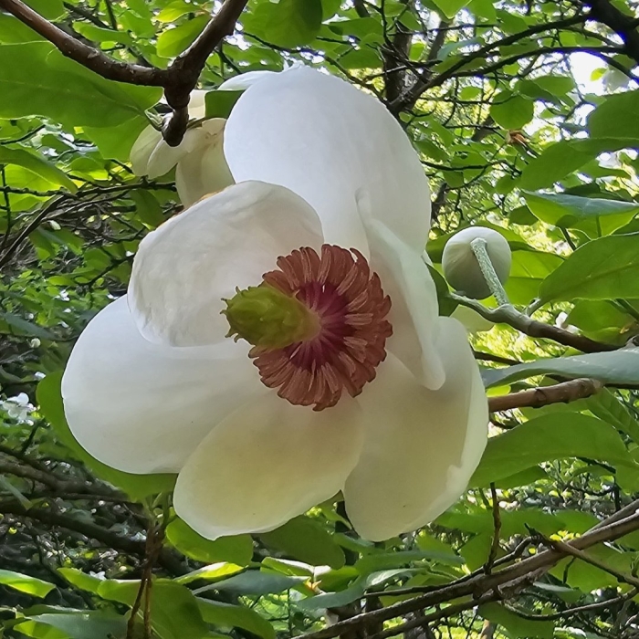 Magnolia sieboldii