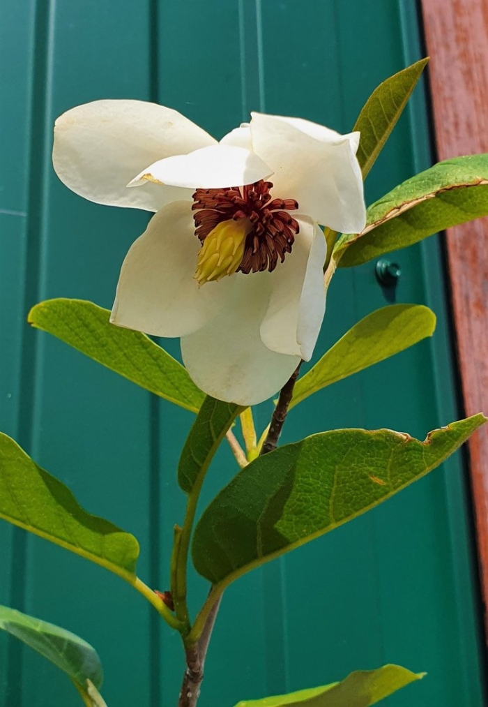Magnolia sieboldii