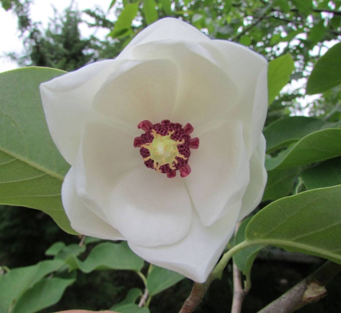 Растение магнолия