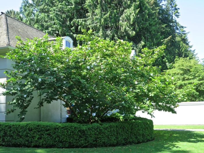 Лещина обыкновенная куст