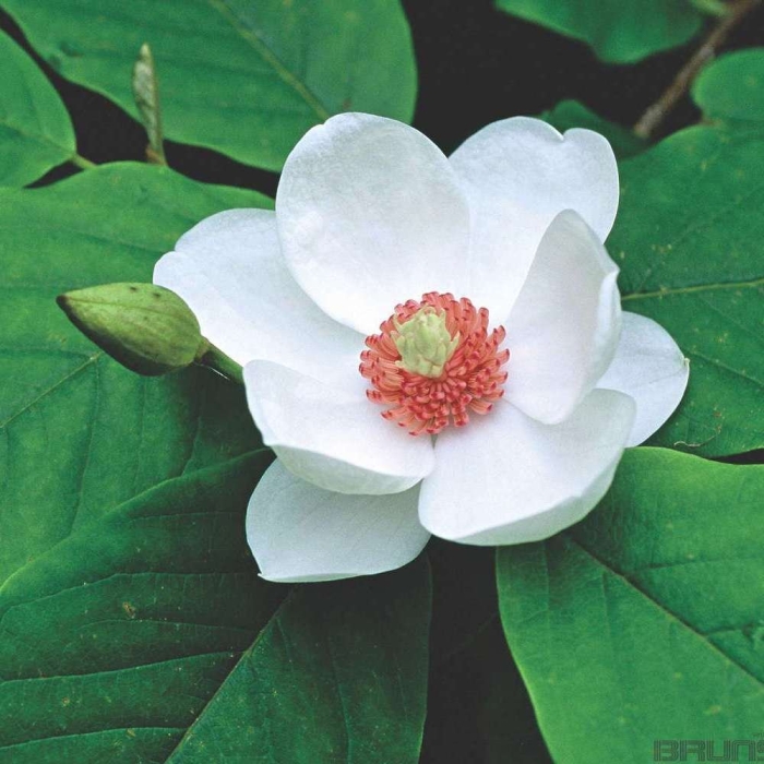 Магнолия белая