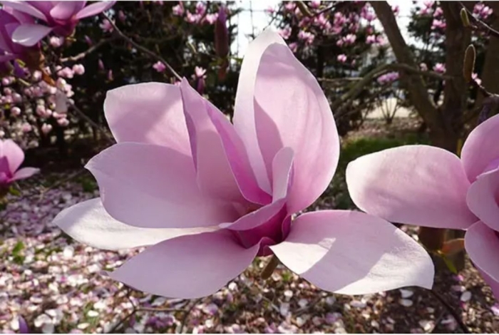 Магнолии суланжа