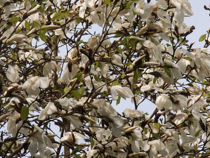 Магнолия лебнера цветение