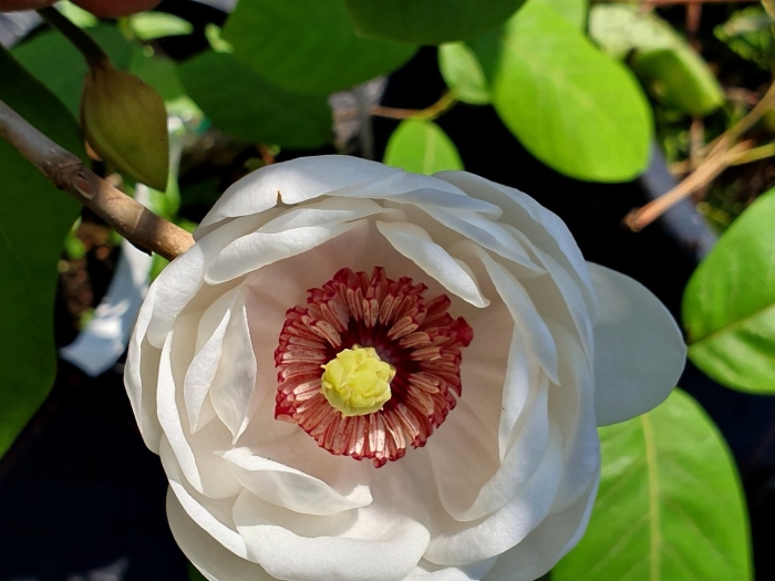 Magnolia sieboldii