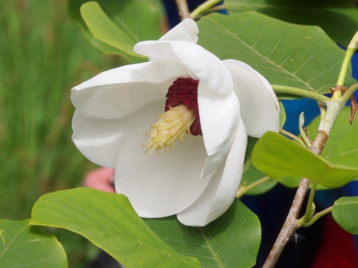Magnolia sieboldii