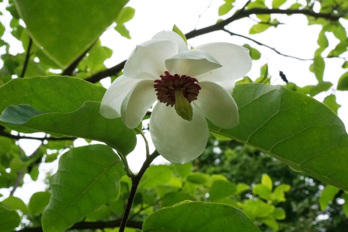 Magnolia wilsonii