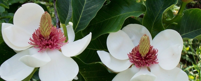 Магнолия обратнояйцевидная