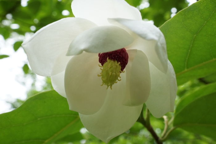 Magnolia sieboldii
