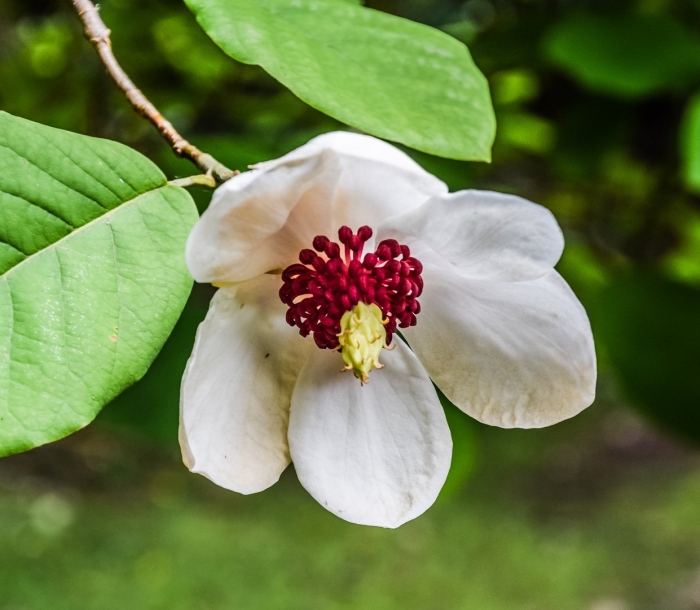 Магнолия обратнояйцевидная magnolia obovata