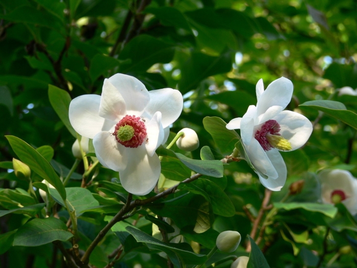 Магнолия вечнозеленая