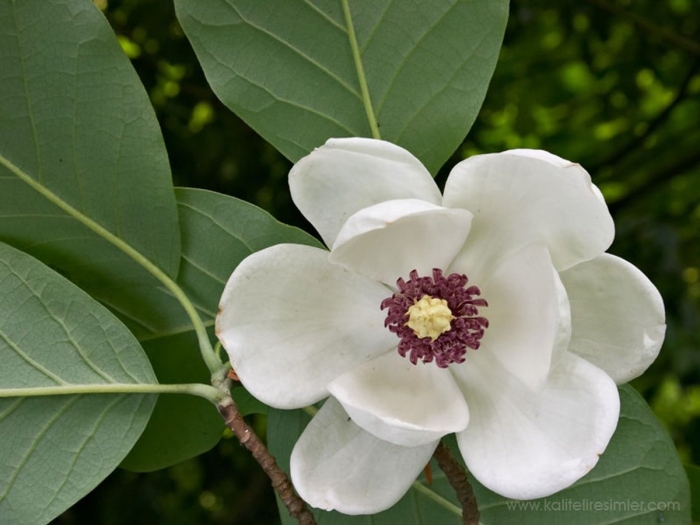 Магнолия грандифлора дерево