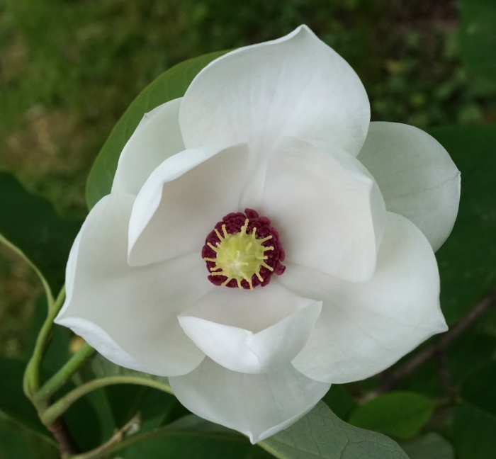 Зибольда магнолия