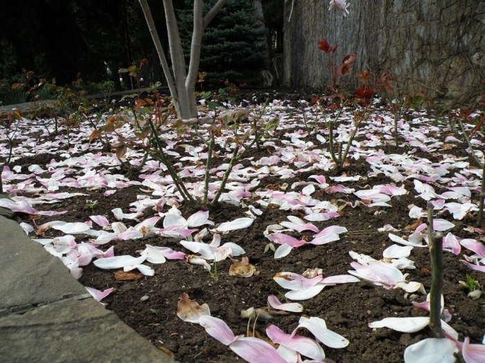 Дерево магнолии