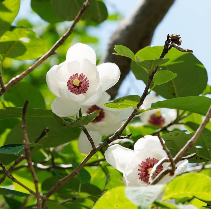 Магнолия зибольда плоды