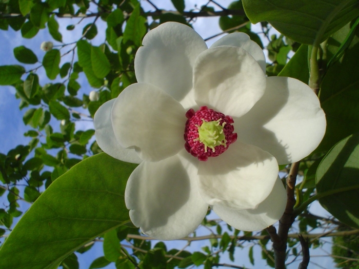 Магнолия растение