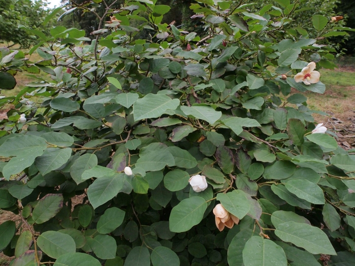 Magnolia sieboldii