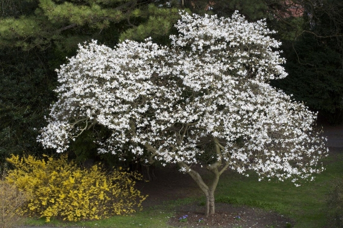 Магнолия стеллата