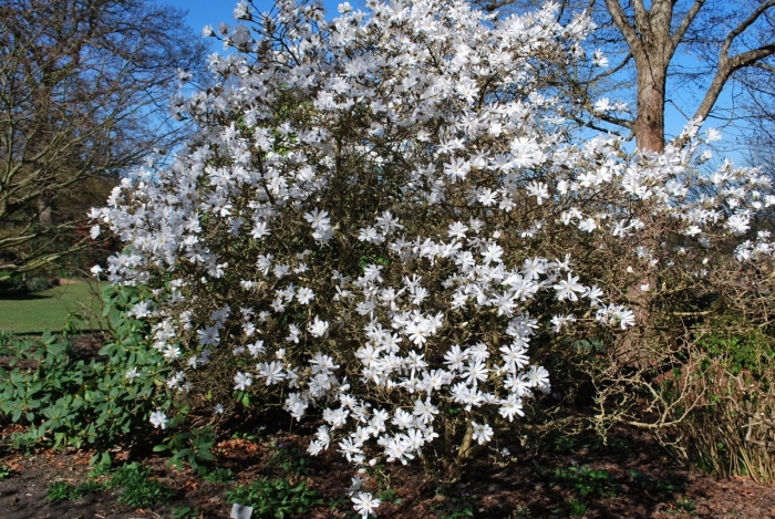 Магнолия звездчатая