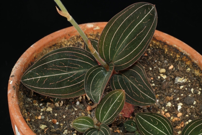 Лудизия ред вельвет