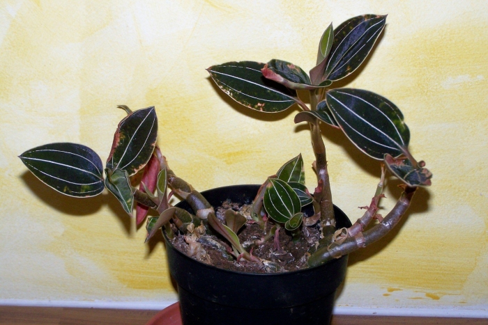 Орхидея драгоценная лудизия