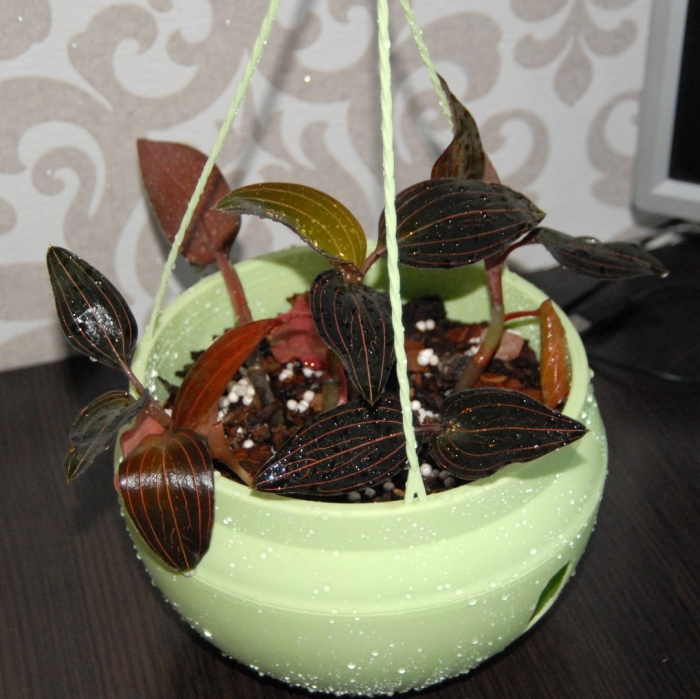 Орхидея лудизия вельвет