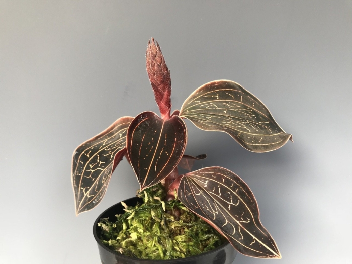 Anoectochilus chapaensis