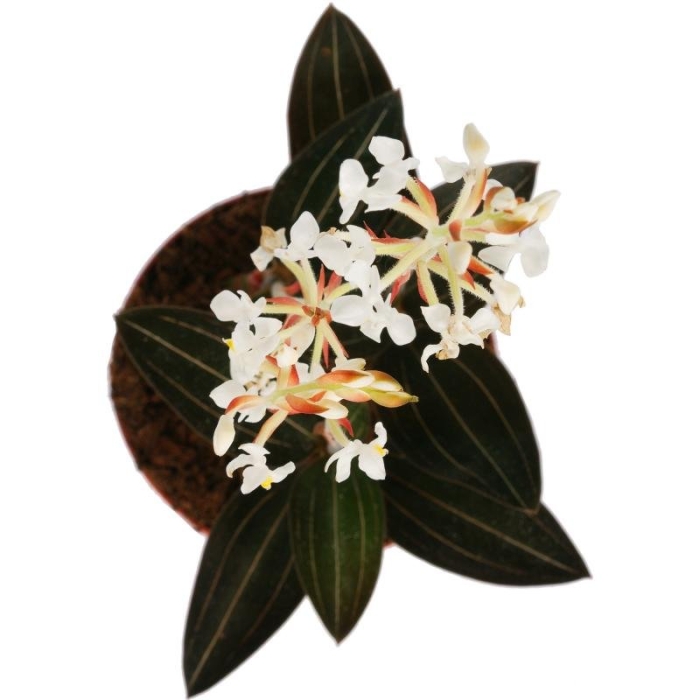 Лудизия орхидея